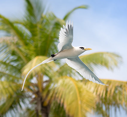 abacos tilloo cay reserve