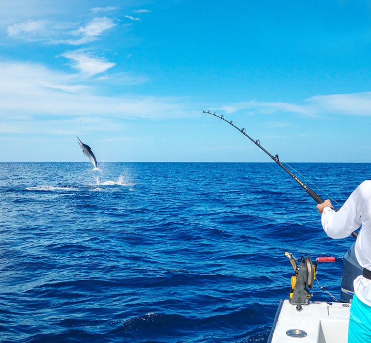 fish jumping out of the water in the ocean 