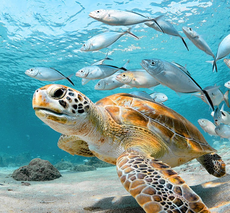 sea turtle underwater surrounded by grey fish