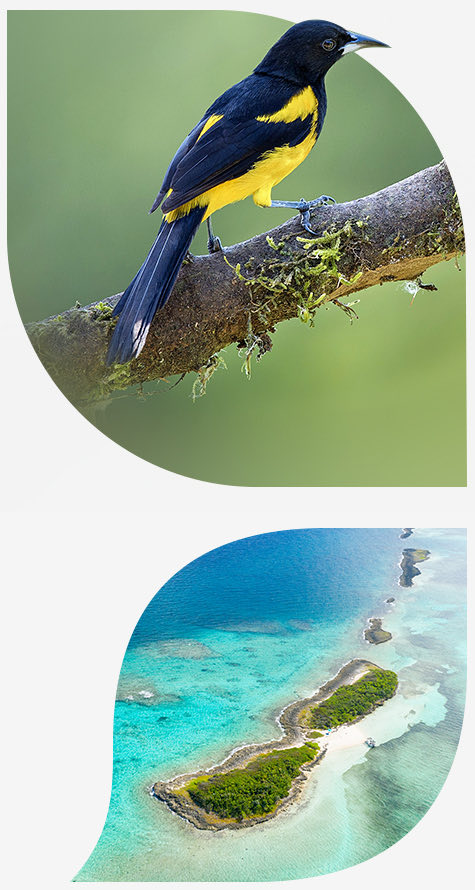 Black and yellow bird standing on branch and aerial view of an island