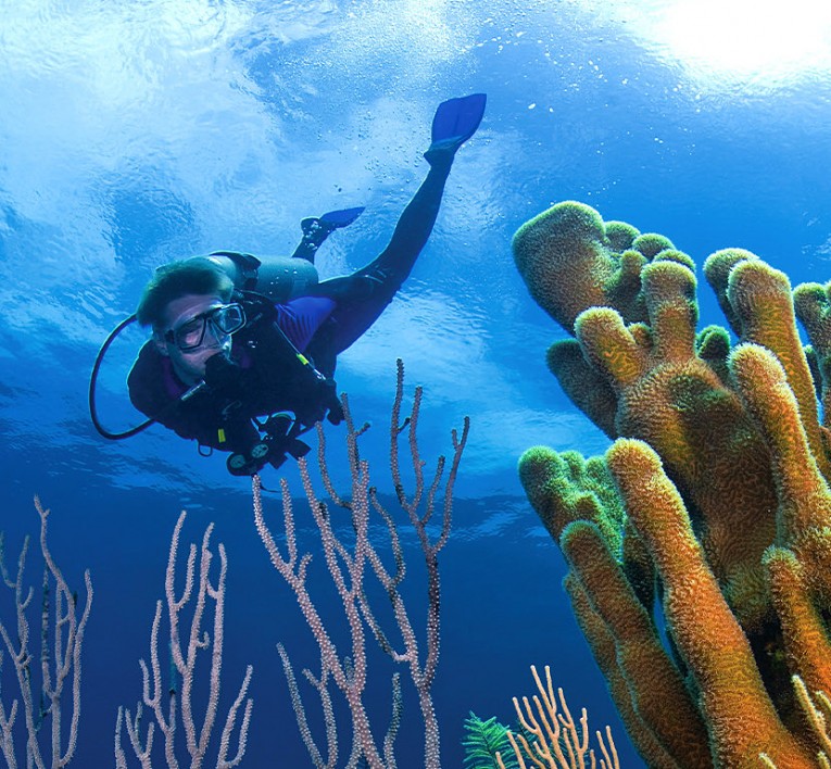 Man Diving underwater around coral reef 