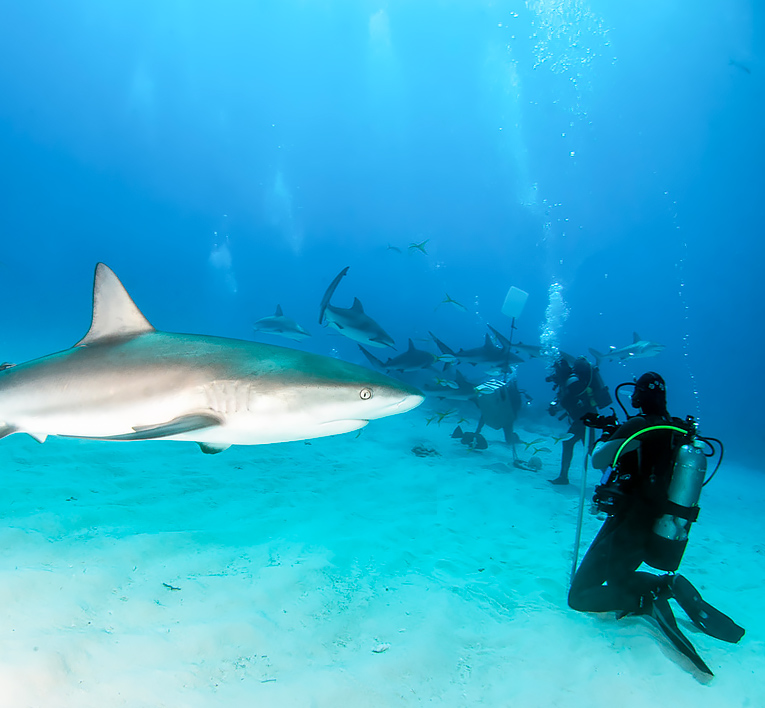 bmot bimini mainsite swim up to a shark