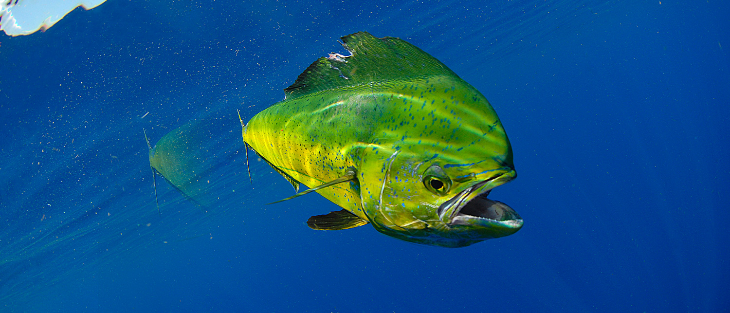 large green and yellow fish