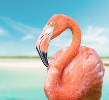 a flamingo with a long neck