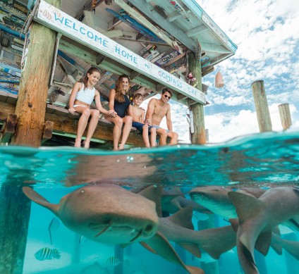 a group of people sitting on a dock with dolphins