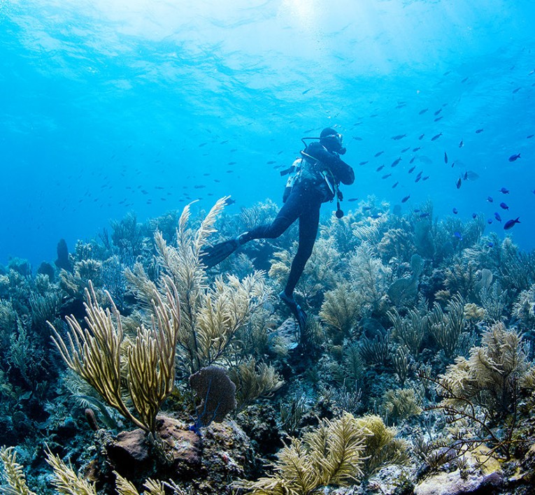 Diver diving an offshore reef near Mayaguana