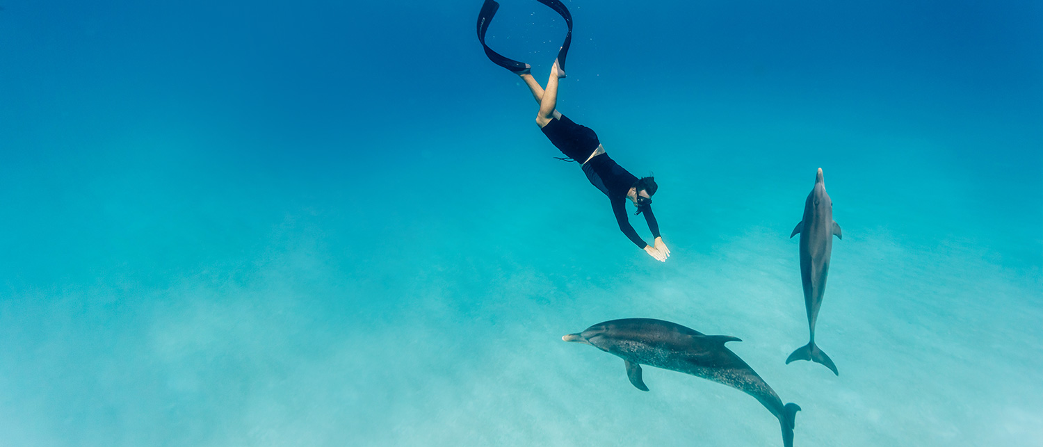 a person diving with dolphins