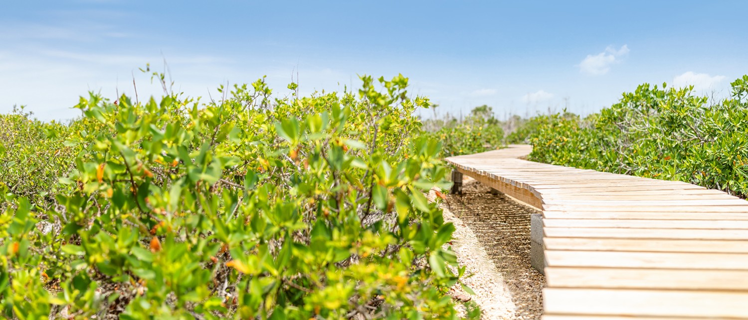 a wooden bench in a field of bushes