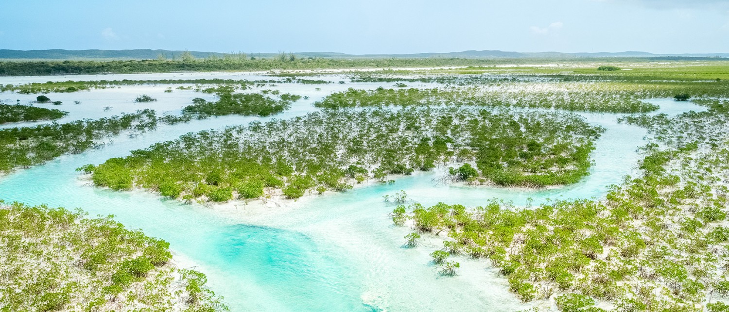 a water and plants in a swamp