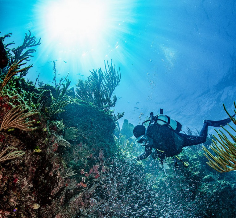 person scuba diving within a coral reef