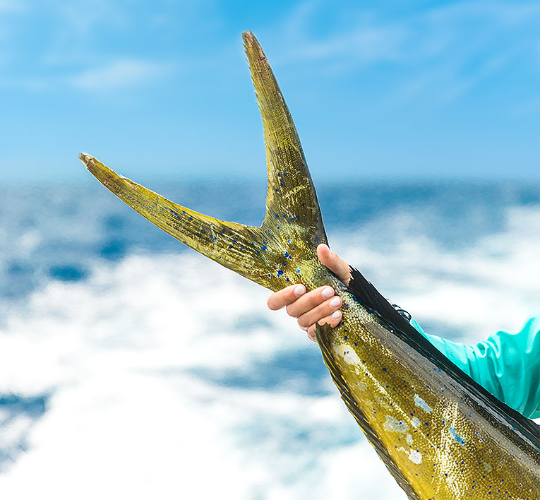 a close up of a person on a boat holding a fish by the tail 