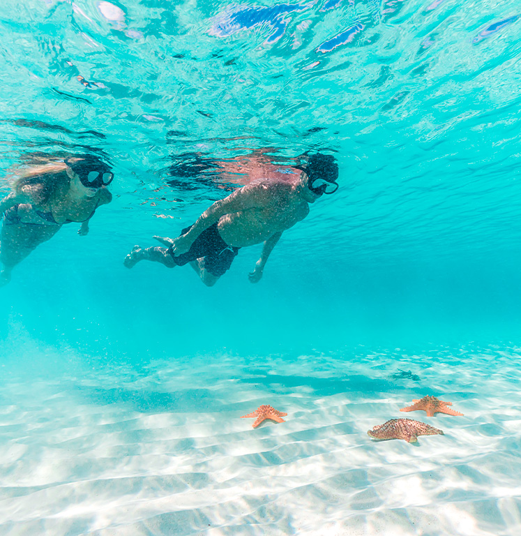 Couple snorkeling and seeing 3 starfish on the ocean floor