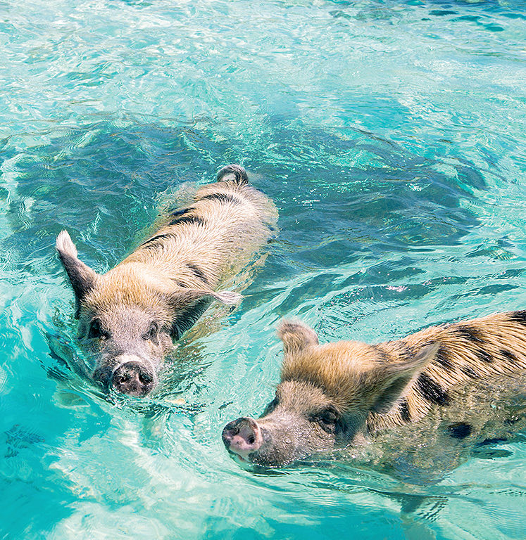 two spotted pigs swimming in the ocean