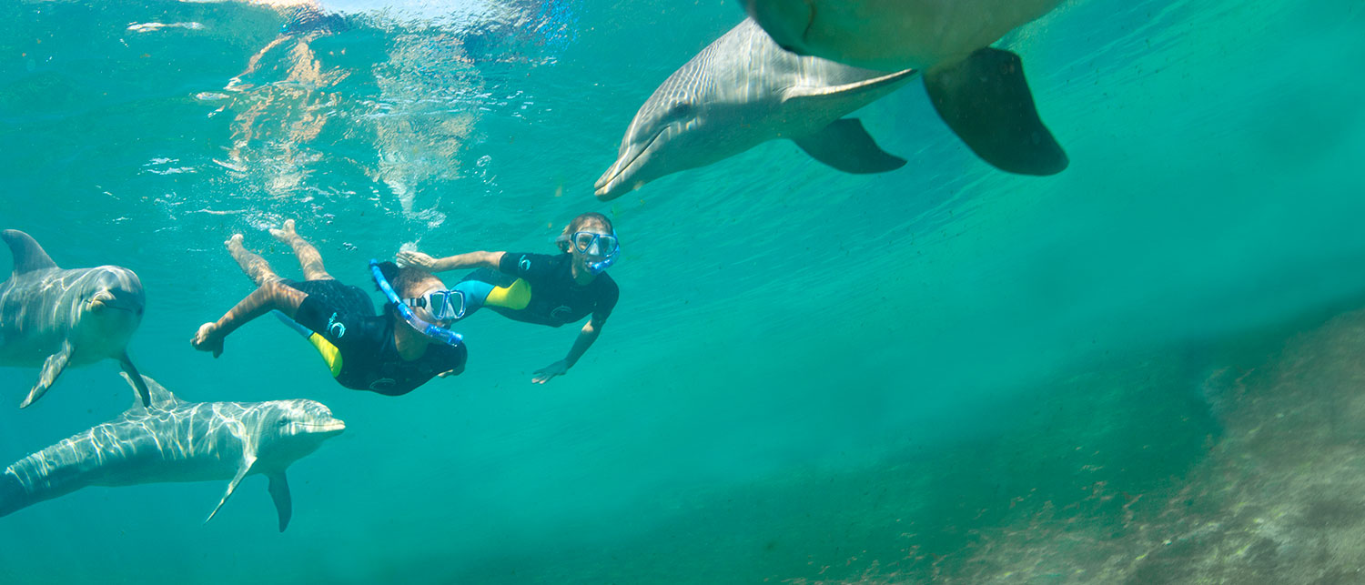 a group of people swimming with sharks