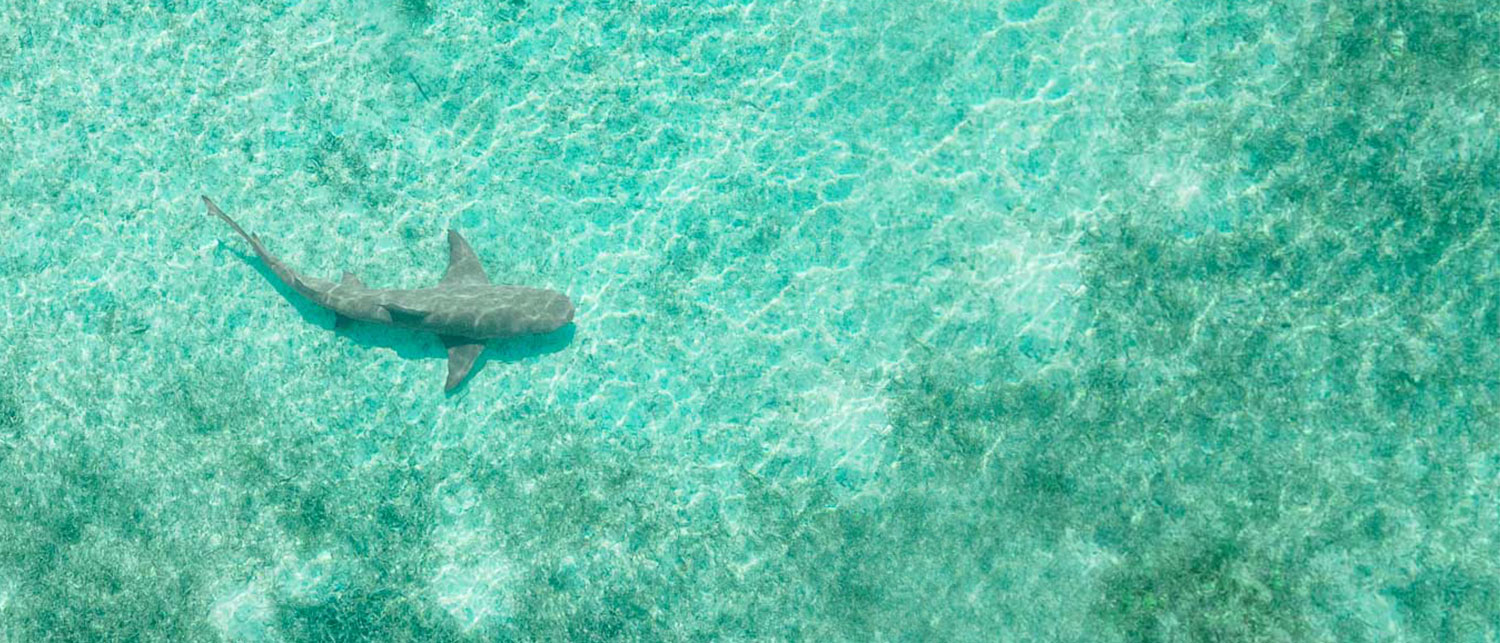 a shark swimming in the ocean