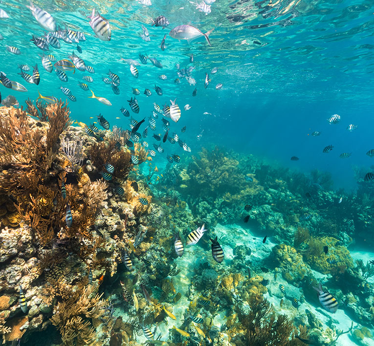 a school of fish swimming in the ocean