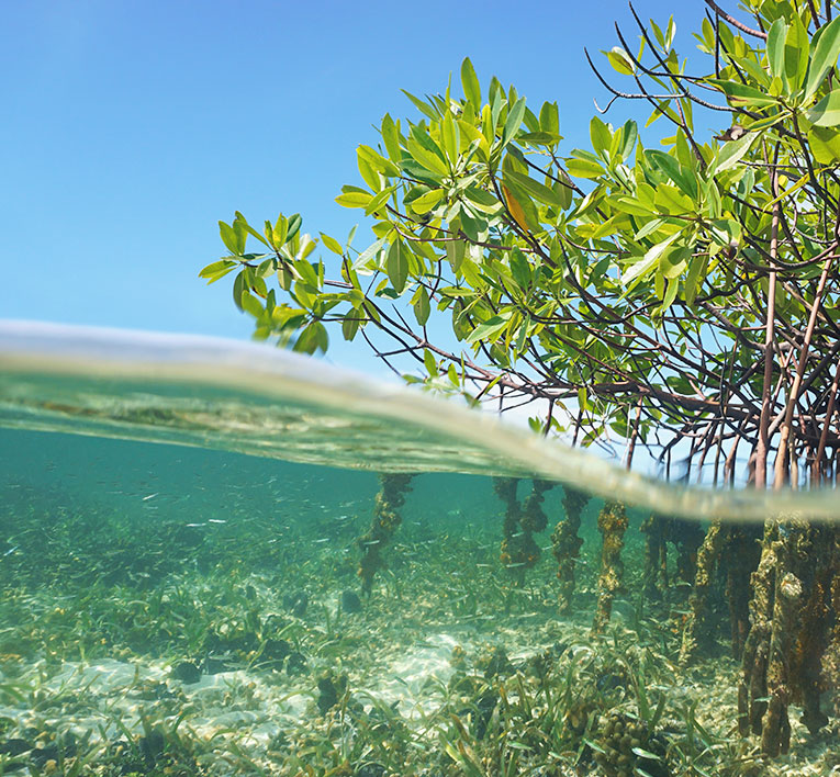 a tree with a beach in the background