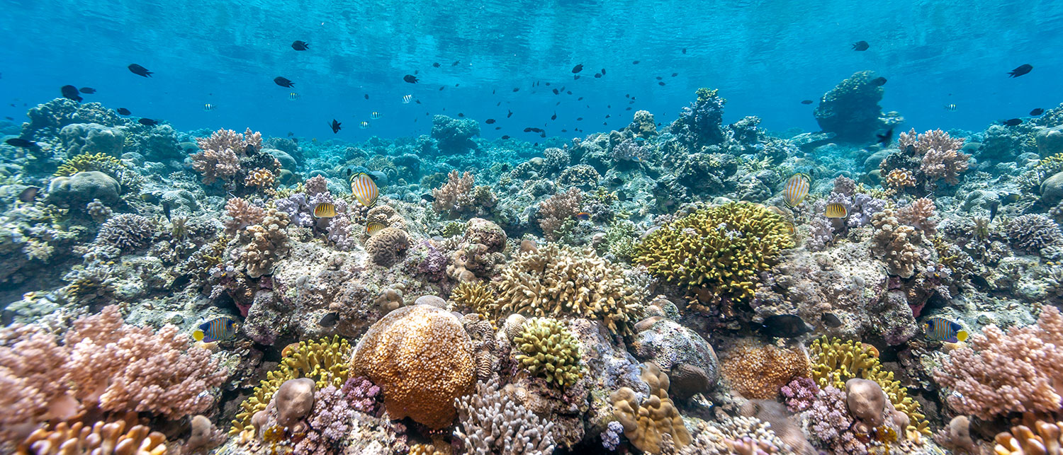 a coral reef with fish