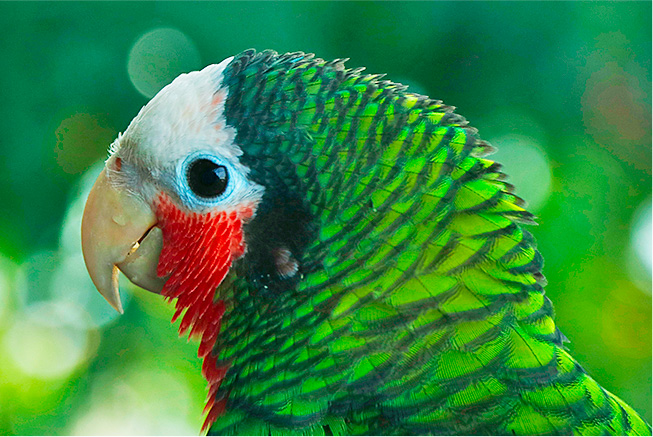 ecotourism abaco national park