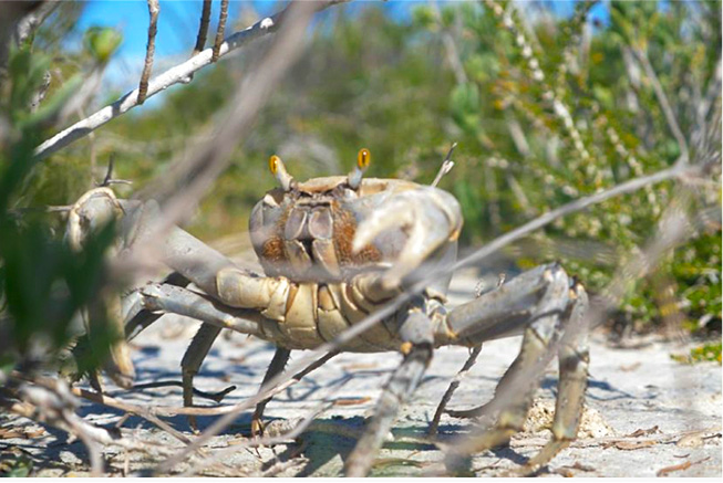 ecotourism crab replenishment