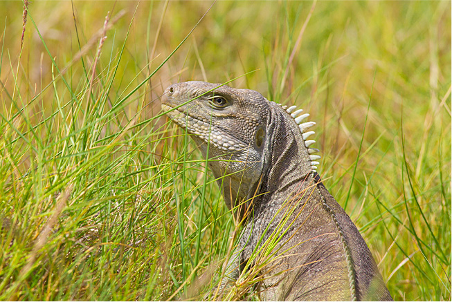 ecotourism greens bay national park