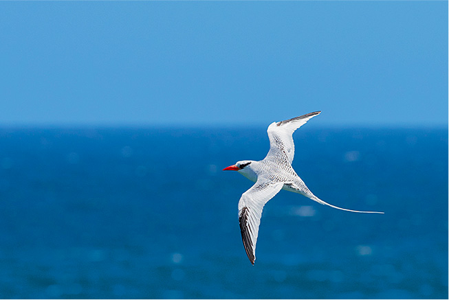 ecotourism tilloo cay