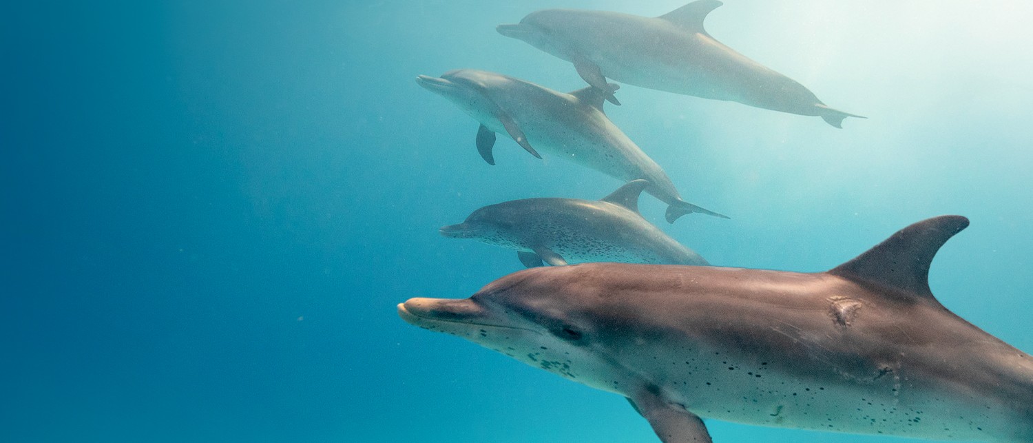 a group of dolphins swimming