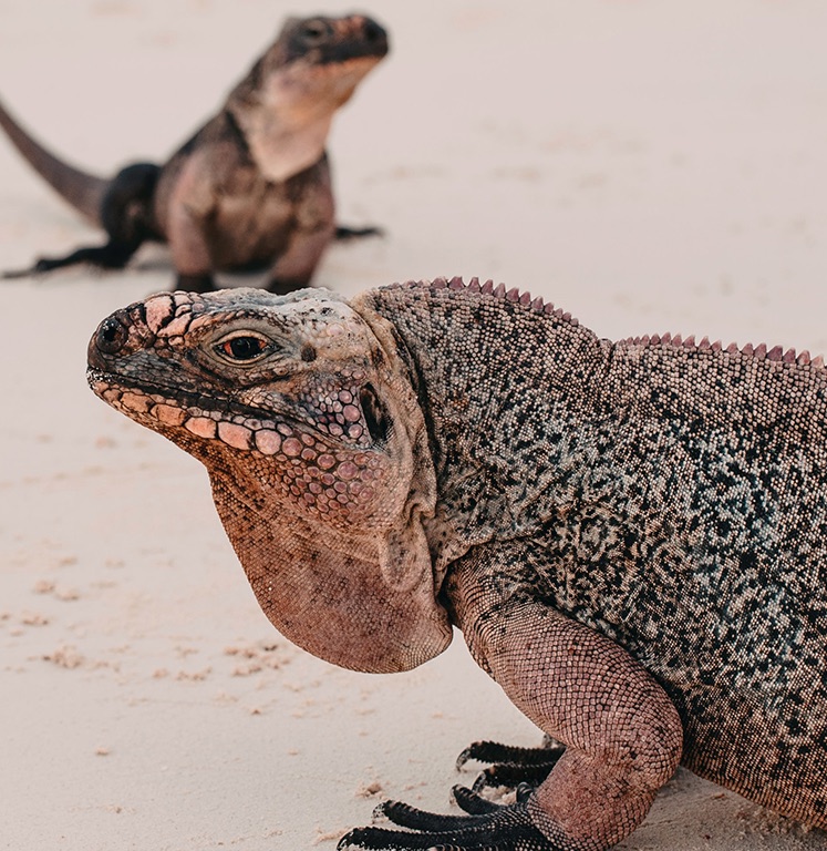 2 iguanas on the sand